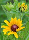 Rudbeckia hirta | Black-Eyed Susan | Gloriosa Daisy | 1000_Seeds