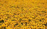 Rudbeckia hirta | Black-Eyed Susan | Gloriosa Daisy | 1000_Seeds