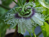 Passiflora edulis cv Black night | Passion Vine | 20_Seeds
