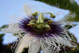Passiflora edulis cv Black night | Passion Vine | 20_Seeds