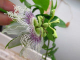 Passiflora edulis cv Black night | Passion Vine | 20_Seeds