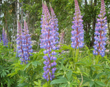 Lupinus polyphyllus | Blue Bonnet | Big-Leaved Lupin | 10_Seeds
