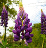 Lupinus polyphyllus | Blue Bonnet | Big-Leaved Lupin | 10_Seeds