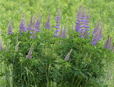 Lupinus polyphyllus | Blue Bonnet | Big-Leaved Lupin | 10_Seeds