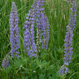 Lupinus polyphyllus | Blue Bonnet | Big-Leaved Lupin | 10_Seeds