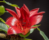 Bombax ceiba | Red Silk Cotton Tree | Kapok | 20_Seeds