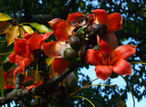 Bombax ceiba | Red Silk Cotton Tree | Kapok | 20_Seeds