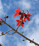Bombax ceiba | Red Silk Cotton Tree | Kapok | 20_Seeds