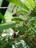Aristolochia bracteolata | 50_Seeds