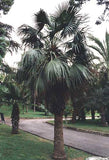 Brahea dulcis | Apak | Blue Rock Desert Sombrero Palm | 10_Seeds