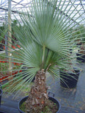 Brahea dulcis | Apak | Blue Rock Desert Sombrero Palm | 10_Seeds