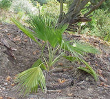 Brahea dulcis | Apak | Blue Rock Desert Sombrero Palm | 10_Seeds