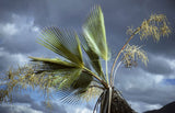 Brahea dulcis | Apak | Blue Rock Desert Sombrero Palm | 10_Seeds