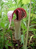 Arisaema triphyllum | Bog Onion | Brown Dragon | Indian Turnip | 10_Seeds