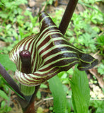 Arisaema triphyllum | Bog Onion | Brown Dragon | Indian Turnip | 10_Seeds