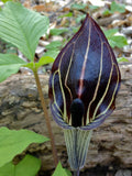 Arisaema triphyllum | Bog Onion | Brown Dragon | Indian Turnip | 10_Seeds