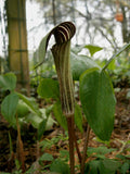 Arisaema triphyllum | Bog Onion | Brown Dragon | Indian Turnip | 10_Seeds