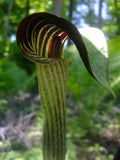 Arisaema triphyllum | Bog Onion | Brown Dragon | Indian Turnip | 10_Seeds