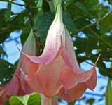 Brugmansia suaveolens Pink | 5_Seeds