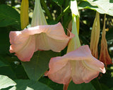 Brugmansia suaveolens Pink | 5_Seeds