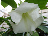 Brugmansia suaveolens White | 10_Seeds