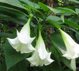 Brugmansia suaveolens White | 10_Seeds
