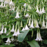 Brugmansia suaveolens White | 10_Seeds