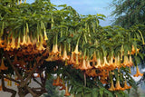 Brugmansia suaveolens Orange | 20_Seeds