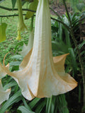 Brugmansia versicolor Peach | 10_Seeds