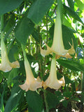 Brugmansia versicolor Peach | 10_Seeds