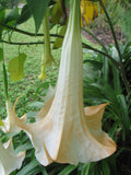 Brugmansia versicolor Peach | 10_Seeds