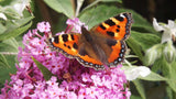 Buddleja davidii | Summer Lilac | OrangeEye Butterfly Bush | 100_Seeds