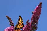 Buddleja davidii | Summer Lilac | OrangeEye Butterfly Bush | 100_Seeds