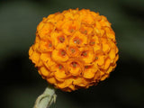 Buddleja globosa | Orange Ball Tree | 100_Seeds