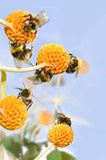 Buddleja globosa | Orange Ball Tree | 100_Seeds