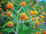 Buddleja globosa | Orange Ball Tree | 100_Seeds