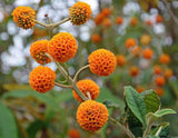 Buddleja globosa | Orange Ball Tree | 100_Seeds