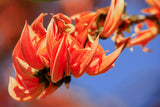 Butea monosperma | Flame of the Forest | Palash | Bastard Teak | 5_Seeds