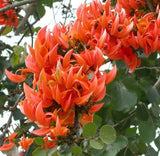 Butea monosperma | Flame of the Forest | Palash | Bastard Teak | 5_Seeds
