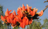 Butea monosperma | Flame of the Forest | Palash | Bastard Teak | 5_Seeds