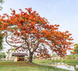 Butea monosperma | Flame of the Forest | Palash | Bastard Teak | 5_Seeds