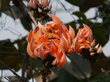 Butea monosperma | Flame of the Forest | Palash | Bastard Teak | 5_Seeds