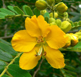Senna multiglandulosa | Buttercup Bush | 10_Seeds
