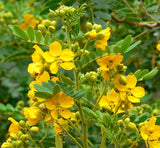 Senna multiglandulosa | Buttercup Bush | 10_Seeds