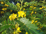 Senna multiglandulosa | Buttercup Bush | 10_Seeds