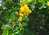 Senna multiglandulosa | Buttercup Bush | 10_Seeds