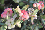 Berberis wilsonii | 20_Seeds