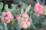 Berberis wilsonii | 20_Seeds