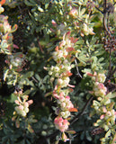 Berberis wilsonii | 20_Seeds