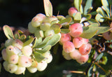 Berberis wilsonii | 20_Seeds